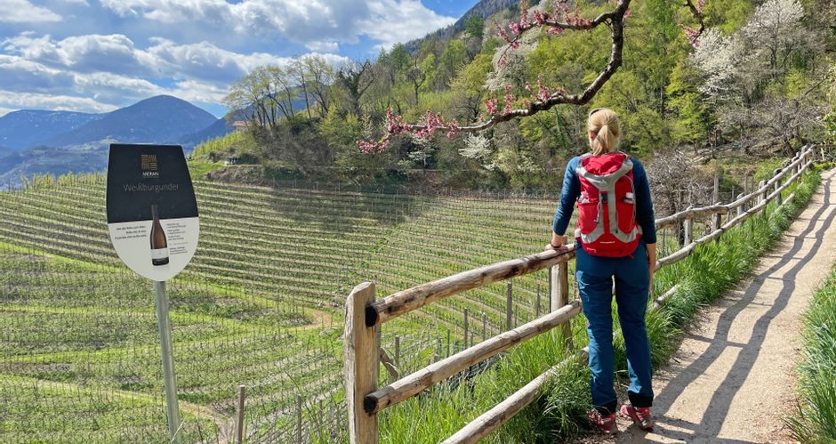 Wanderin bestaunt die Weingärten des weiten Etschtales