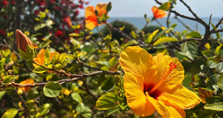 Gelbe Hibiskusblüte auf Strauch mit Meer im Hintergrund