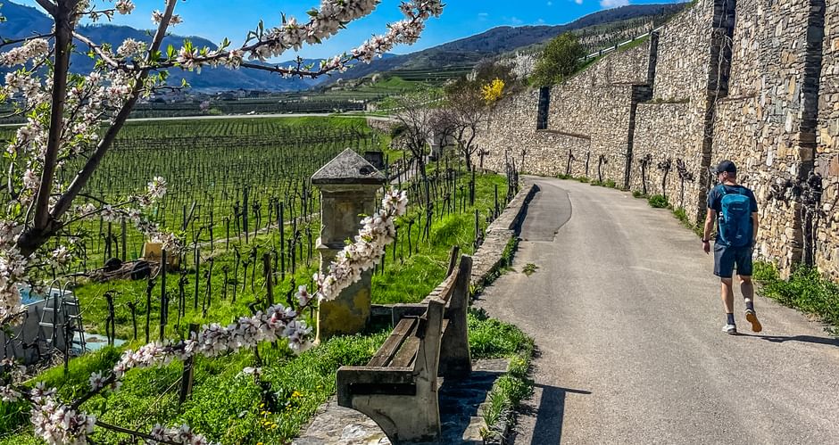 Spring hike in Weissenkirchen in the Wachau region