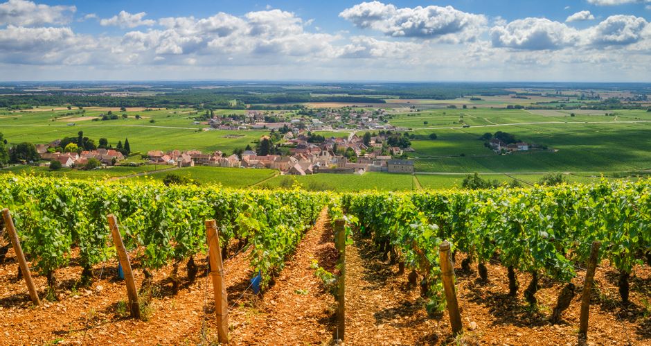 Traumhafte Wanderausblicke auf die Weinreben im Burgund
