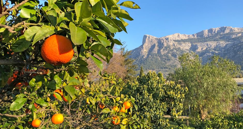 Saftige Orangen im Tramuntana Gebirge