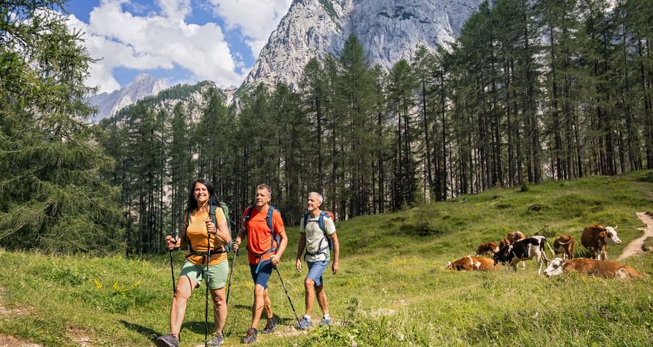 Wanderer gehen auf Wanderpfad an Kühen vorbei