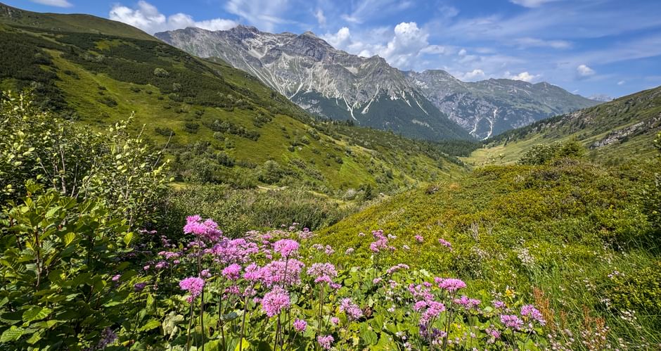 Rosa Alpenblumen blühen im Vordergrund mit grünem Bergtal und felsigen Gipfeln unter blauem Himmel bei Obernberg auf der Route Garmisch-Sterzing.