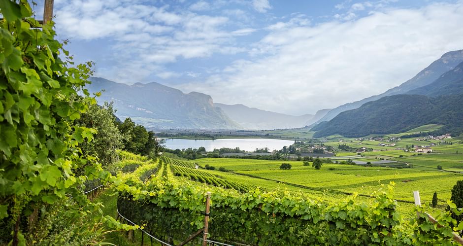 Üppige grüne Weinberge in Reihen am Hang mit Blick auf den Gardasee und Bergen im Hintergrund unter teilweise bewölktem Himmel.