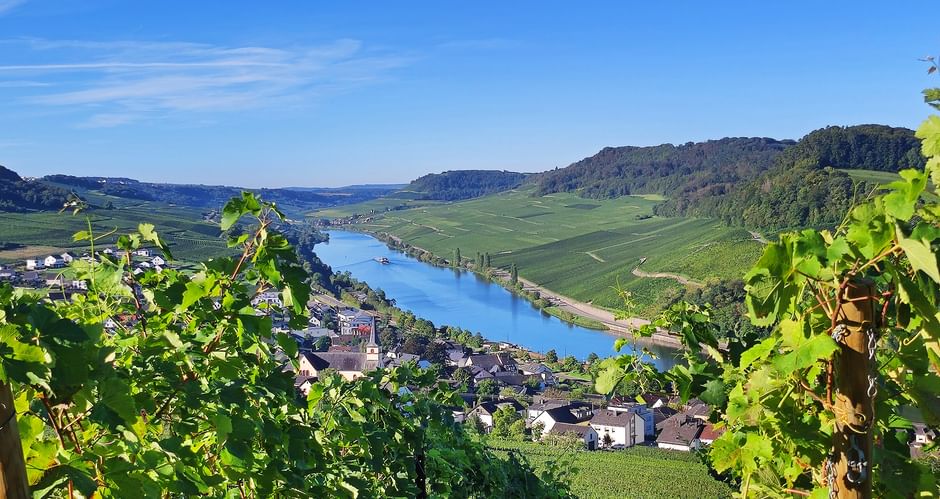 View of the Moselle across the vines