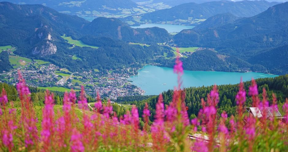 Mountain flowers with a view of the lake
