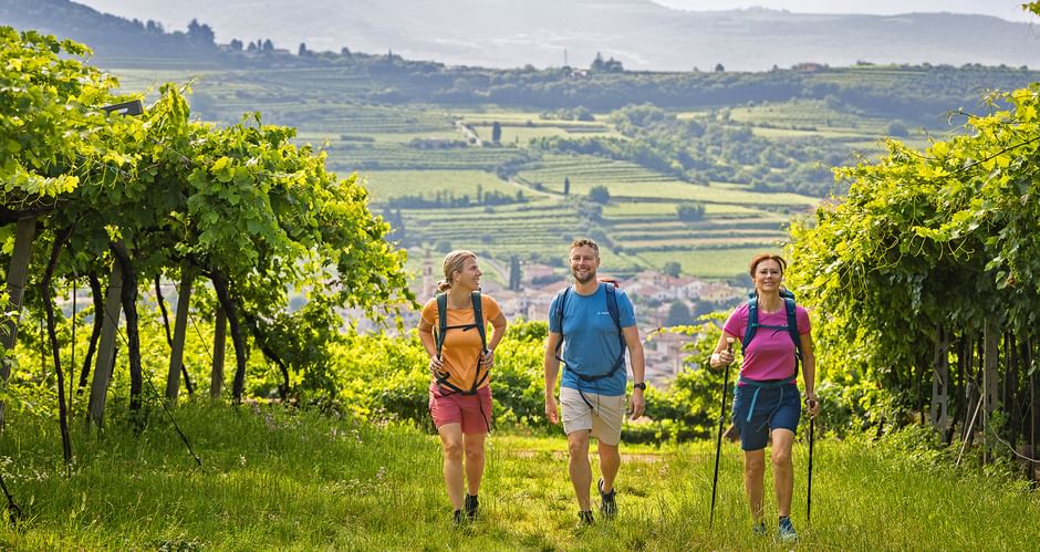 Veneto Valpolicella Vines with hikers