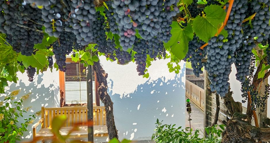 Weinreben in Kastelbell