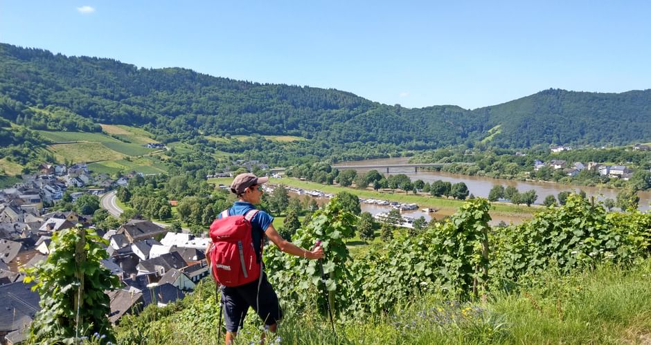 Moselsteig Trail hike through the vineyards