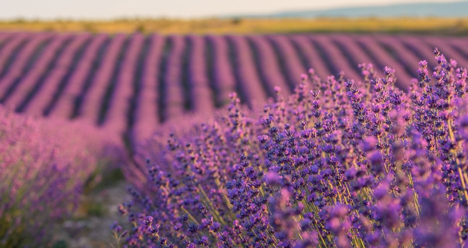 Lavendelfeld in Frankreich, Lavendelblüten im Vordergrund, lilafarbenes Feld