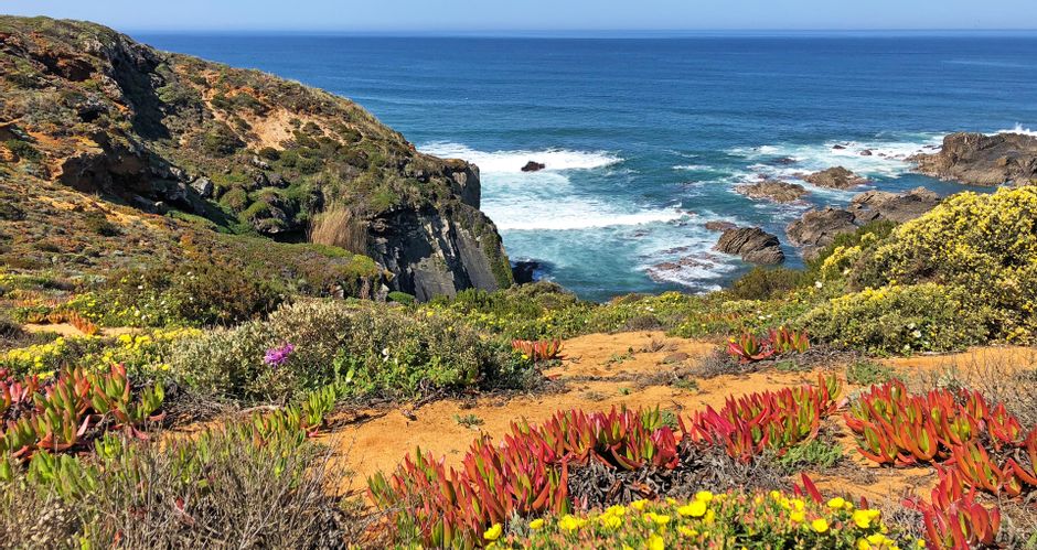 Typical flowering plants on the rocky coast in the southwest of Portugal