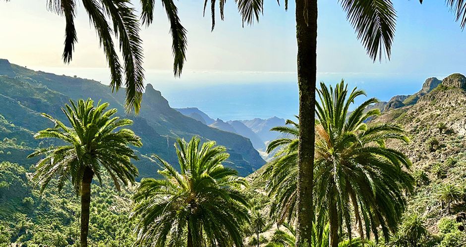 Zwischen den Palmen entpuppt sich ein Panorama mit Meerblick