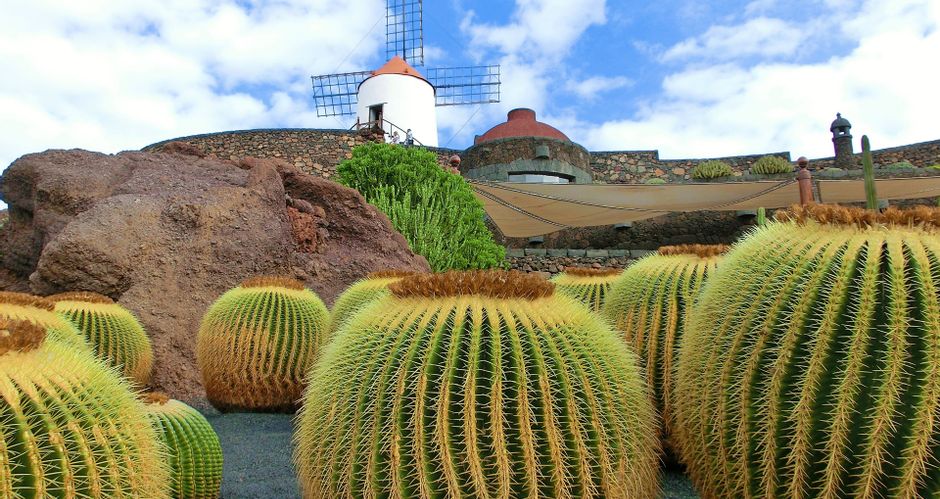 Kakteen auf der kanarischen Insel Lanzarote mit Windmühle im Hintergrund